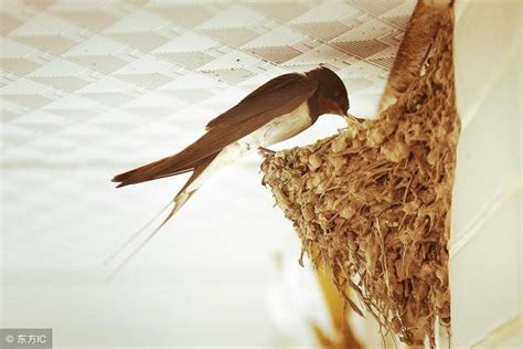 家裡有燕子築巢|野鳥庭前築巢 預示居家風水好兆頭 